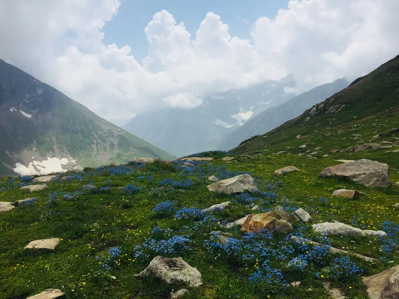 Alpine meadow of wildflowers on the Valley of Flowers trek