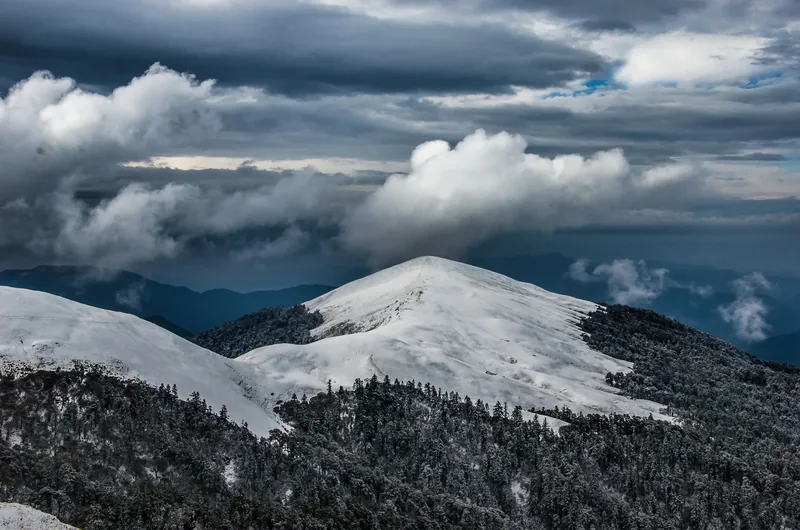 Snow-covered winter trekking trail through Himalayan pine forest