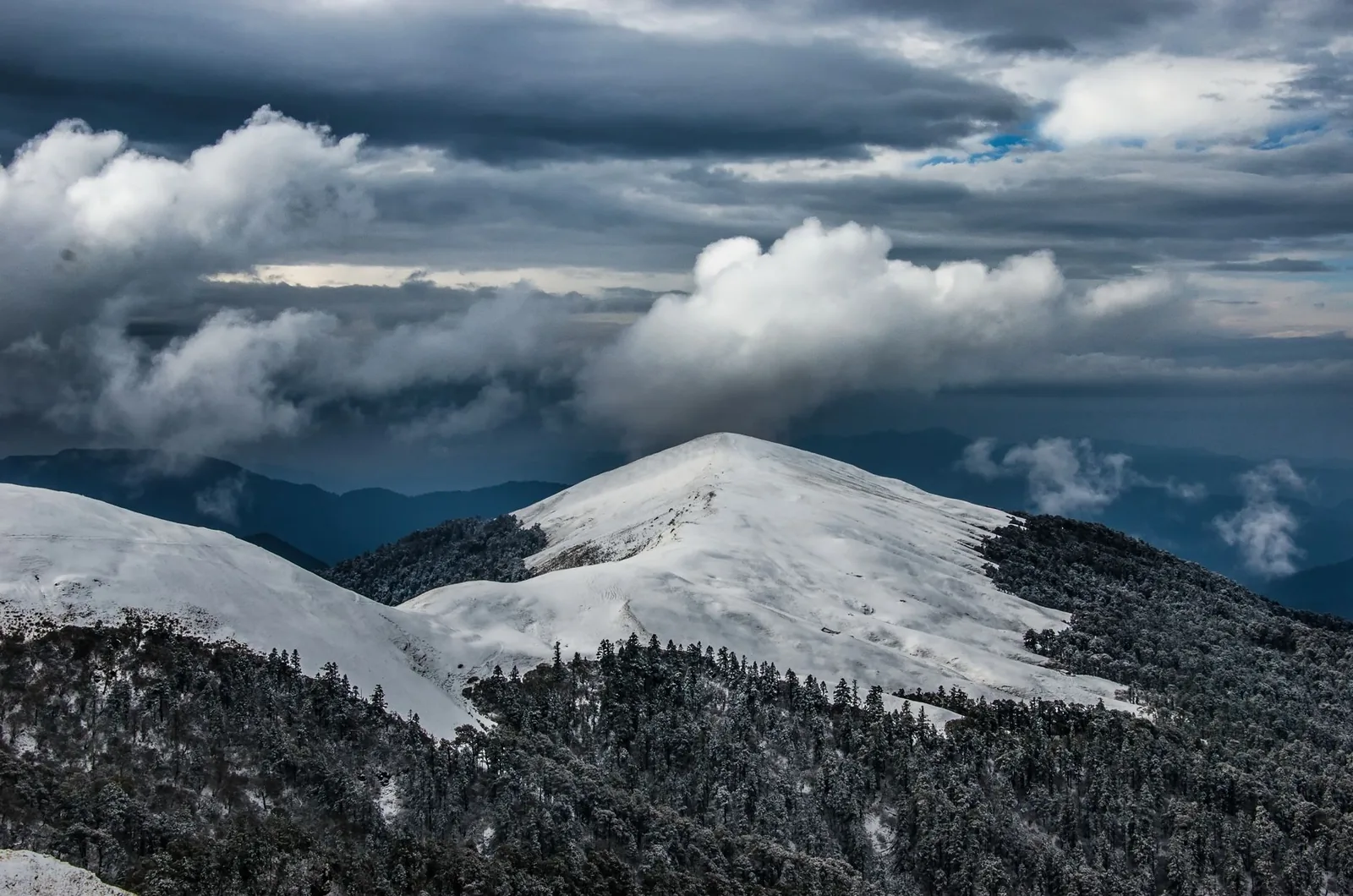 Snow-covered pine forest on a Uttarakhand winter trek trail